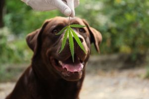 What Benefits does Hemp Oil Offer to Dogs