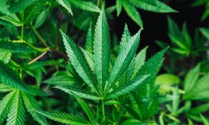 What is the difference between marijuana and hemp?