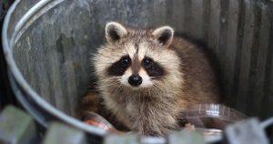 Top 10 Effective Methods for Safe Raccoon Removal