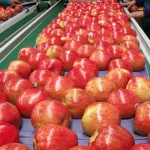 How the Honeycrisp Apple Took Over American Grocery Stores
