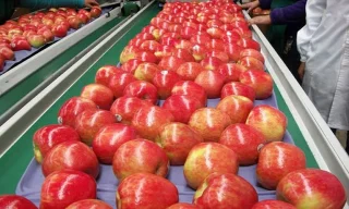 How the Honeycrisp Apple Took Over American Grocery Stores